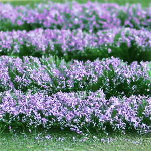 Lavender 00712 (125mm x 155mm Sheet) Due August 2025