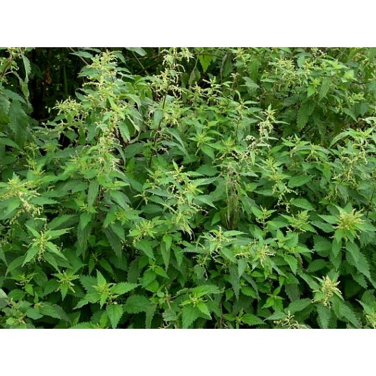 Nettles 00899 (14 per pack)