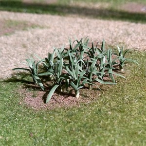 Leeks 00985 (12 per pack) Due August 2025