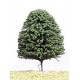 DCG120 Deciduous Green 120mm (20)